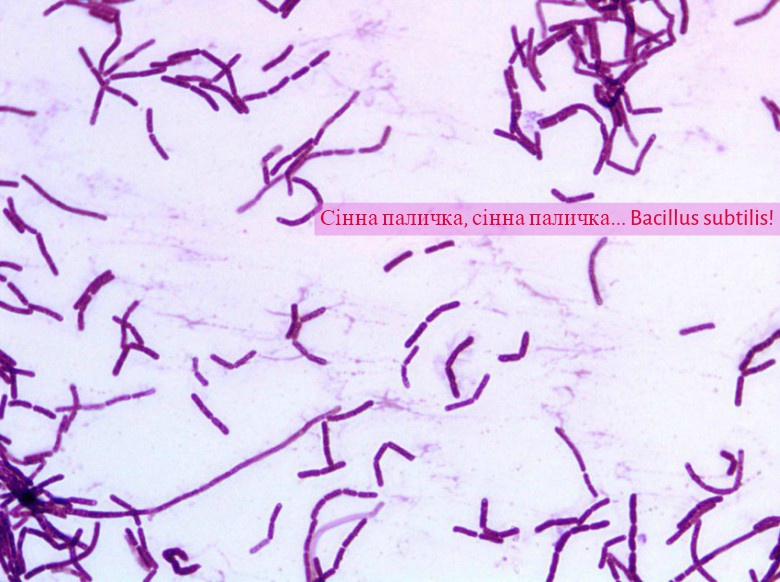 Bacillus subtilis - сінна паличка